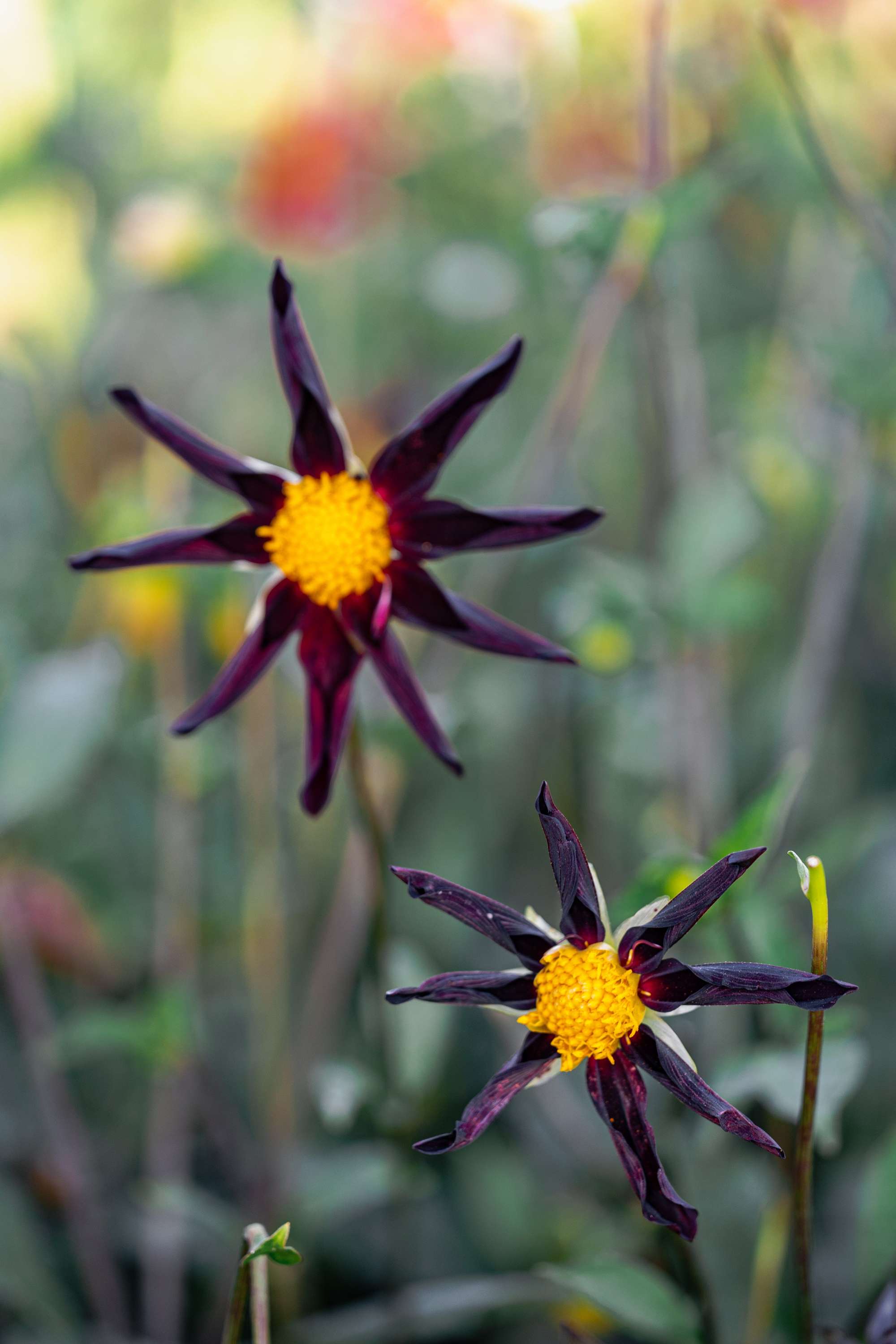Dahlia 'Veronne´s Obsidian'